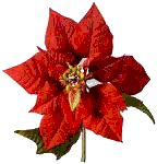 Poinsettia