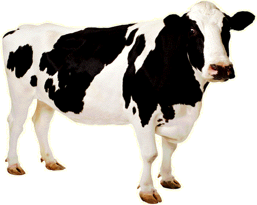 Cow