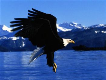 Eagle soaring over Rocky Mountains