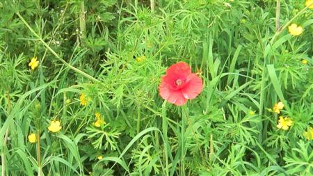 Meadow flowers