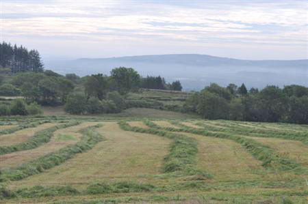 Grass rowed ready for baling for silage