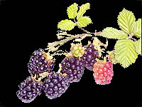 blackberries