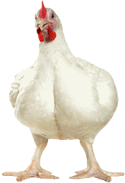 Broiler Hen