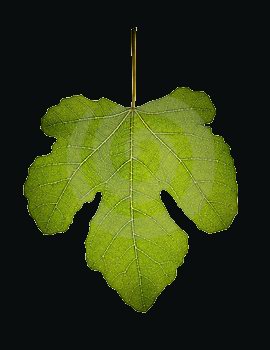 Fig leaf