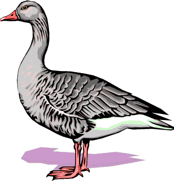 Goose