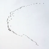 Geese flying in formation