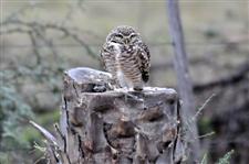 Burrowed Owl