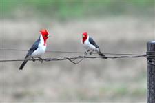 Chaco Cardinal birds