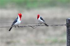 Chaco Cardinal birds