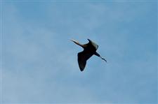 Chaco Ibis