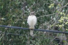 Chaco Falcon