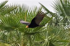 Chaco Vulture