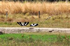 Southern Lapwing