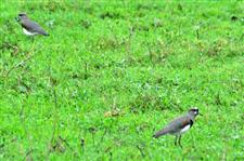 Southern Lapwing